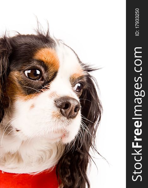 Photo of a cavalier king charles spaniel dog on white isolated background. Photo of a cavalier king charles spaniel dog on white isolated background