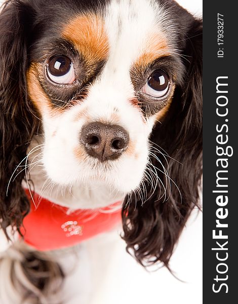 Photo of a cavalier king charles spaniel dog on white isolated background. Photo of a cavalier king charles spaniel dog on white isolated background