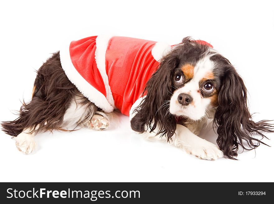 Photo of a cavalier king charles spaniel dog on white isolated background. Photo of a cavalier king charles spaniel dog on white isolated background