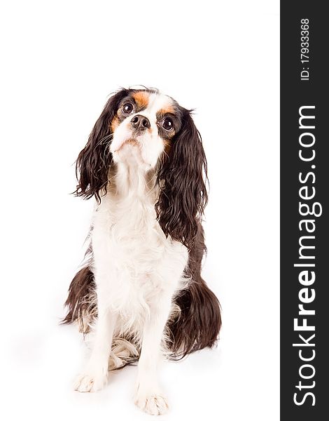 Photo of a cavalier king charles spaniel dog on white isolated background. Photo of a cavalier king charles spaniel dog on white isolated background