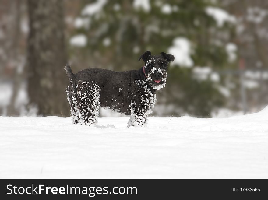 Snow Covered Schnauzer Dog