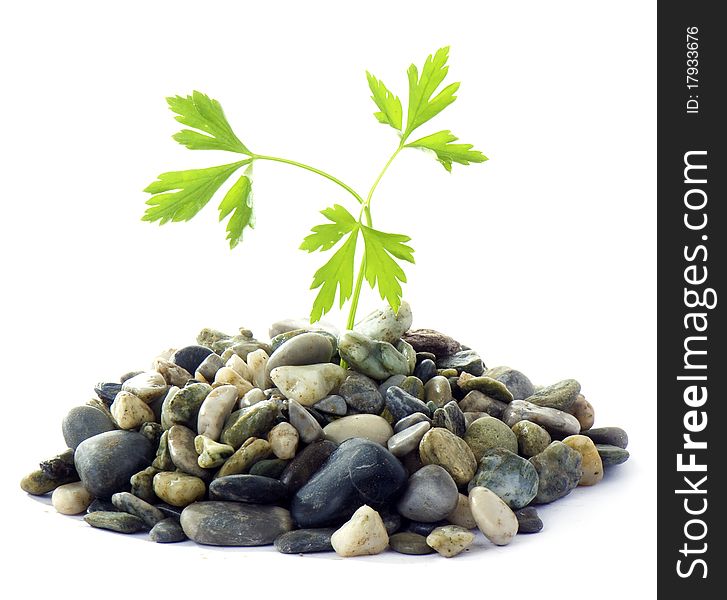 Parsley and stones on white background