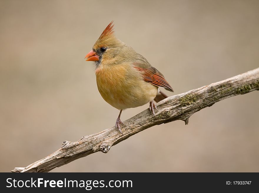 Female cardinal on tree limb
