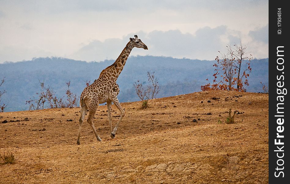 A giraffe takes a morning lope at Mikumi National Park in Tanzania