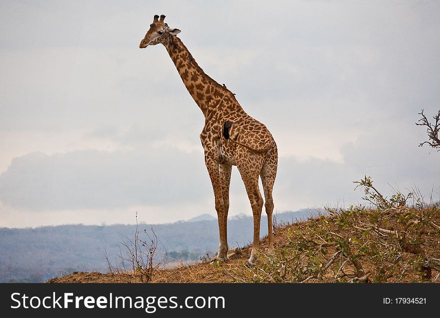 A giraffe carries opn oxpecker (tick bird) on its back at Mikumi National Wildlife Park in Tanzania