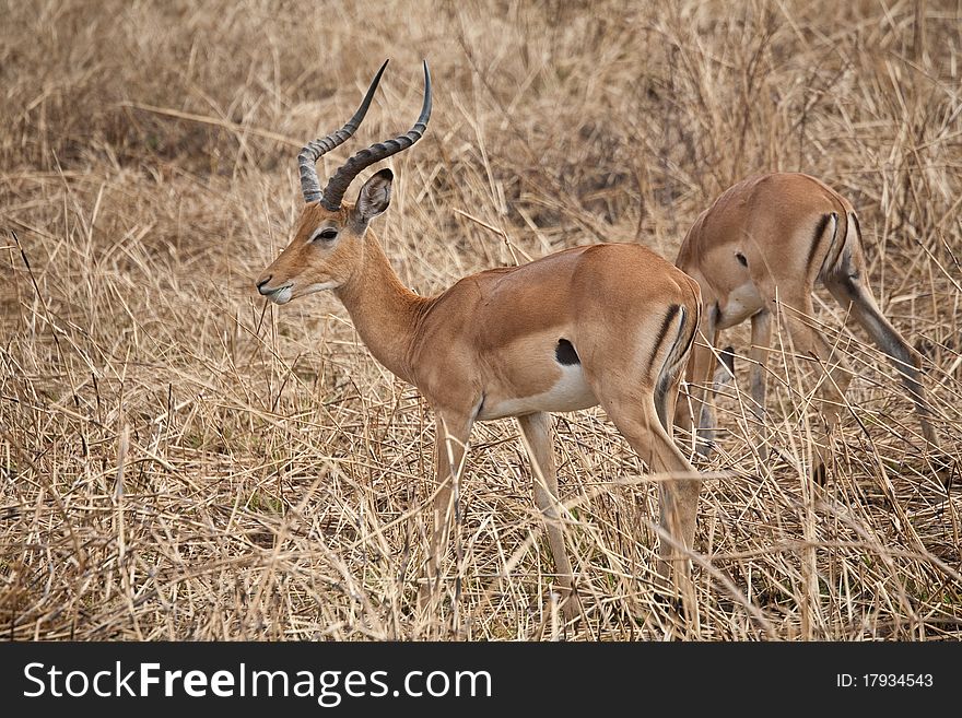 Two impala pause during morning foraging at Mikumi National Park in Tanzania.