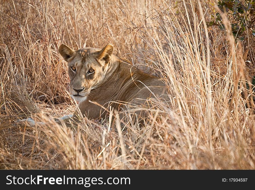 A hungry lioness hides herself in tall grass near a hippo pond at Mikumi National Park in Tanzania.