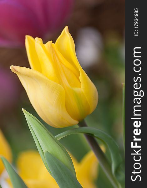 Yellow tulip in a garden