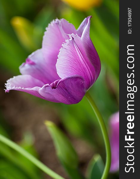 Violet flower in a garden. Violet flower in a garden