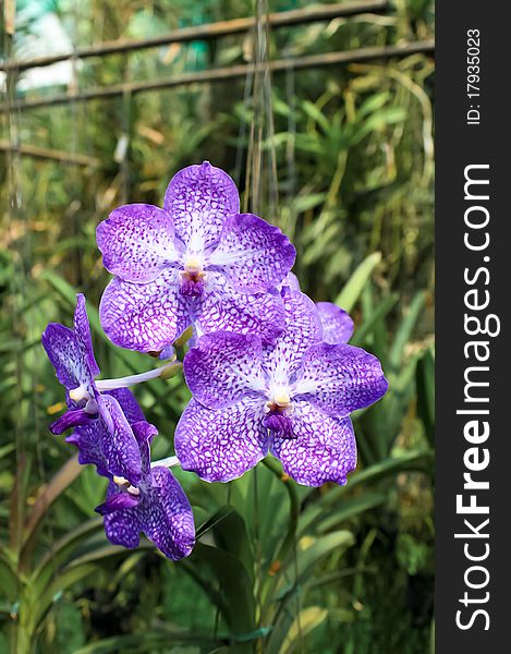 Violet Orchid in a orchid farm