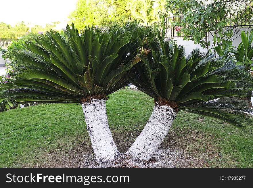 Rear fine leaf dwarf palm in home garden with trunk painted white for decoration in tropical sunlight. Rear fine leaf dwarf palm in home garden with trunk painted white for decoration in tropical sunlight