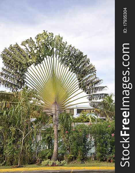 A fully open leaf palm tree in the tropical sun with cloudy sky in back ground. A fully open leaf palm tree in the tropical sun with cloudy sky in back ground