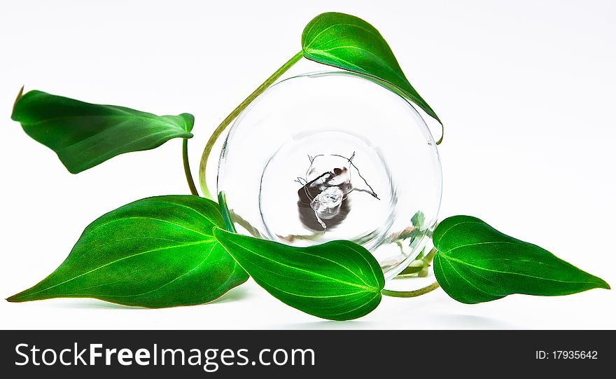 A conceptual energy efficient eco friendly light bulb on a white isolated background. A conceptual energy efficient eco friendly light bulb on a white isolated background.