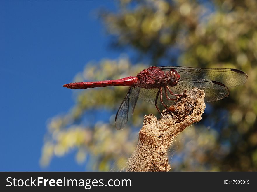 Red dragonfly sitting on a branch tree in the background