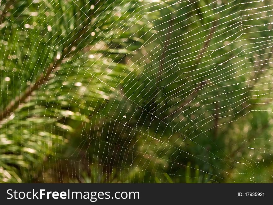 Spiderweb in dewdrops on green forest background