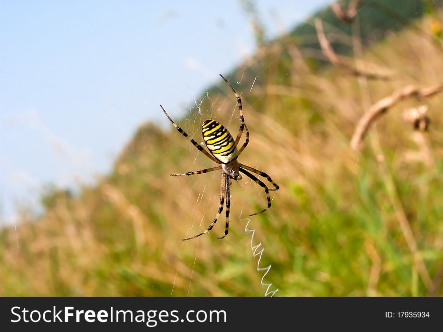 Wasp spider (Argiope bruennichi) closeup on it's web