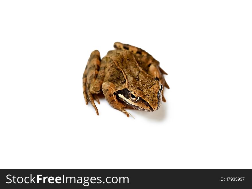 Brown frog (Rana temporaria) isolated on white