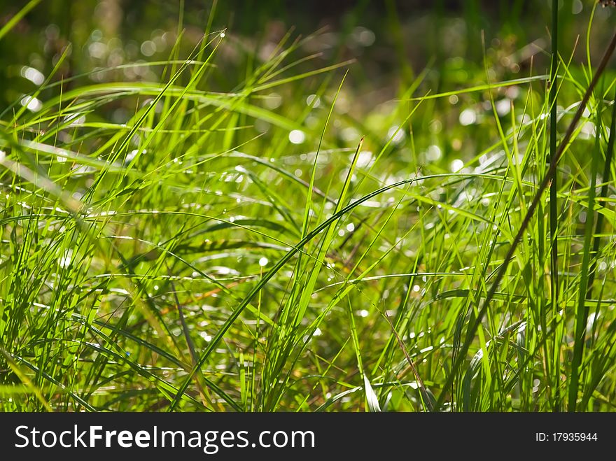 A field of green grass in raindrops