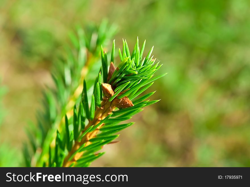 Young green fir branch on forest