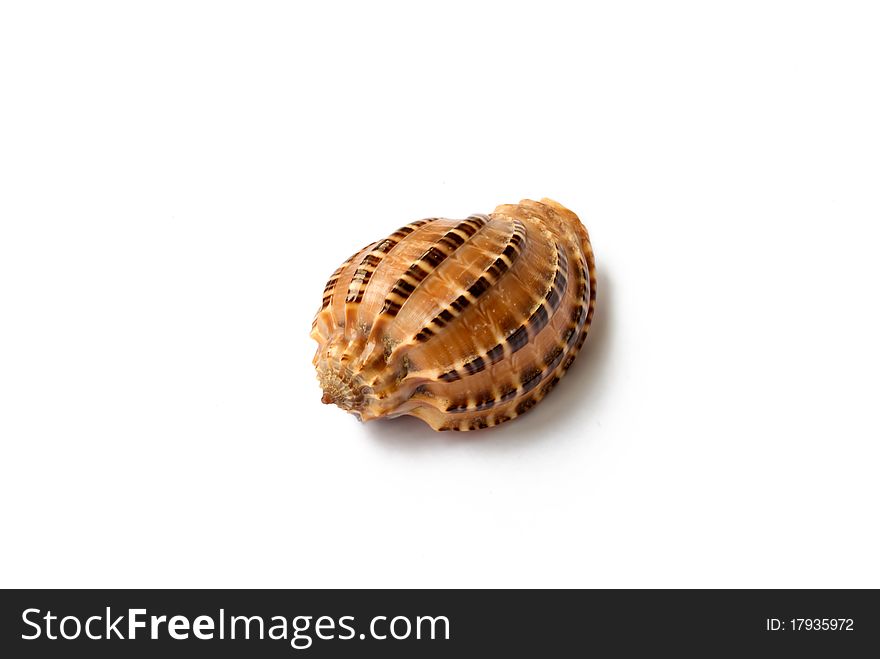 Beautiful seashell isolated on white