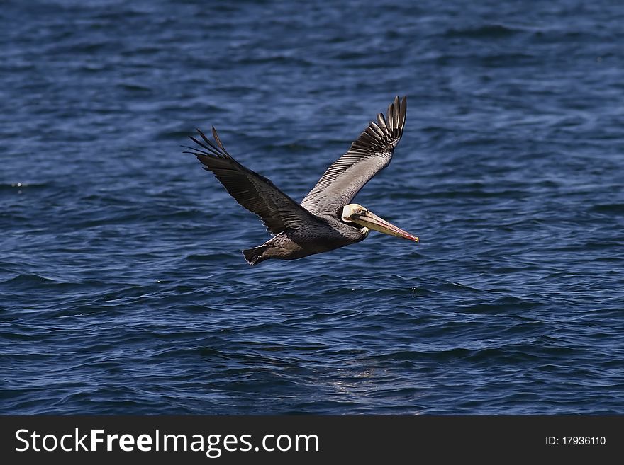 Male Brown Pelicanflying  in the pacific coast of th US. Male Brown Pelicanflying  in the pacific coast of th US.