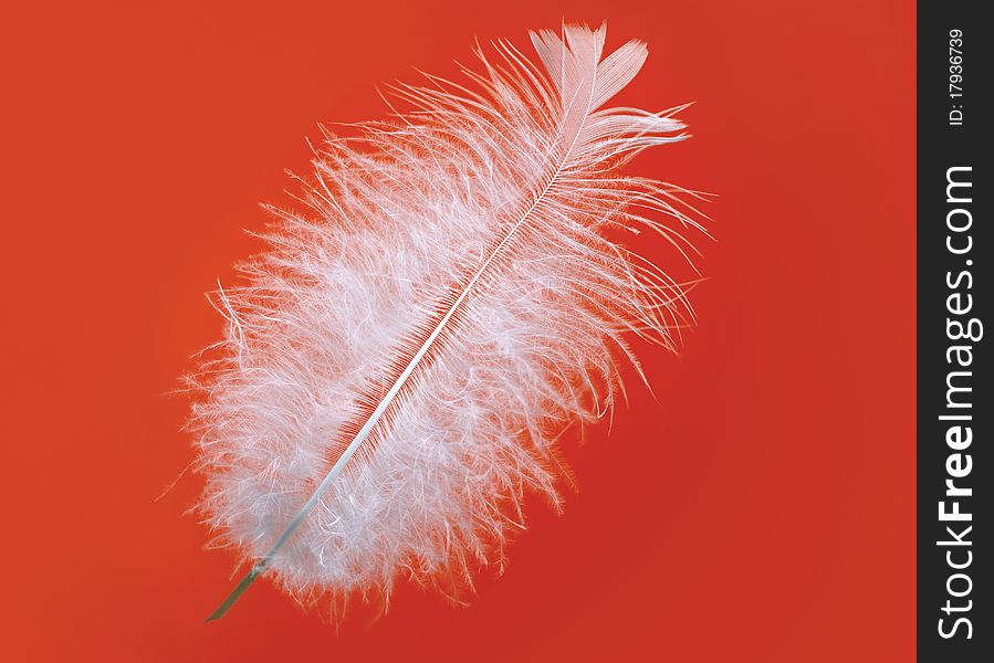 Single white bird feather over red background. Single white bird feather over red background