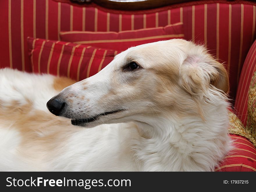 Russian greyhound on red striped sofa