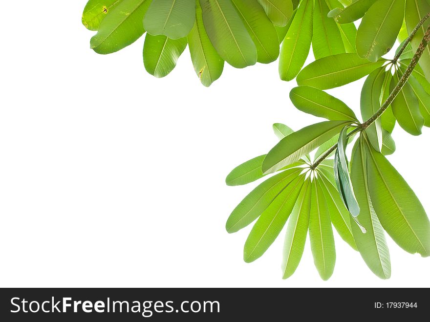 Green leave isolated on white background. Green leave isolated on white background