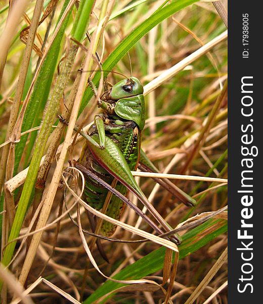 Grasshopper on a dry grass.