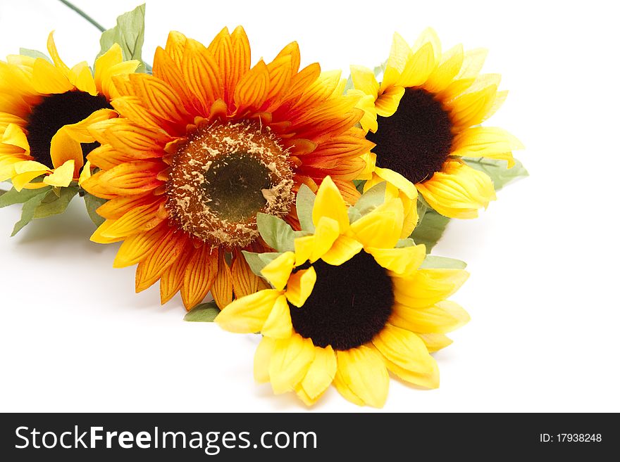 Branch with sunflowers onto white background