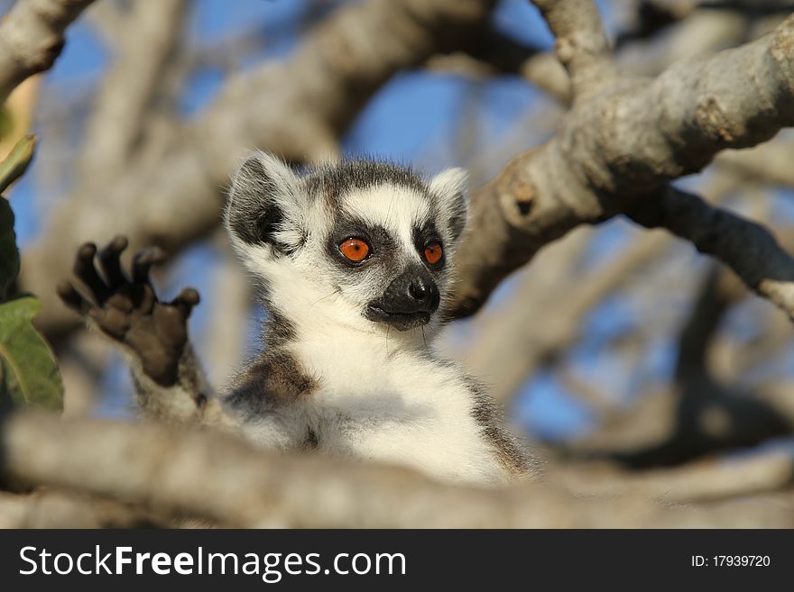 One of the lemurs in Athens Zoo. One of the lemurs in Athens Zoo