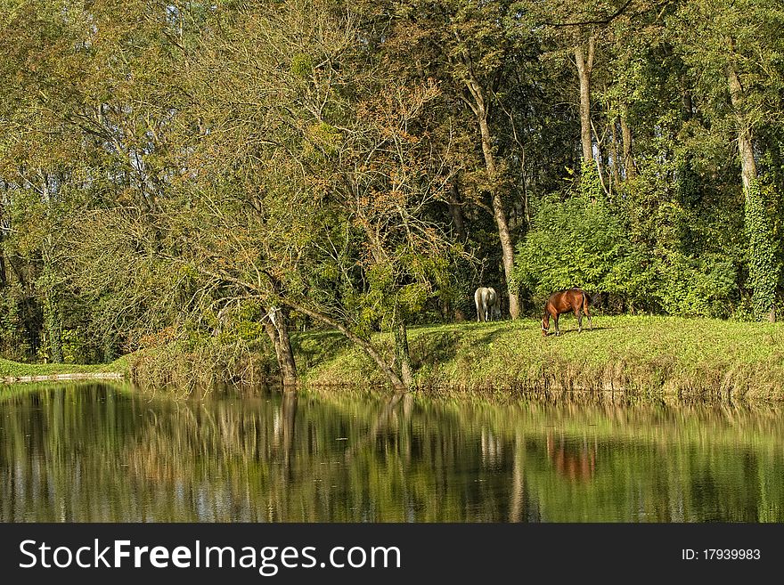 Horse in landscape and lake