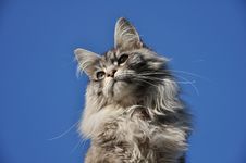 Maine Coon Cat Royalty Free Stock Images Maine Coon Cat Royalty Free Stock Images
