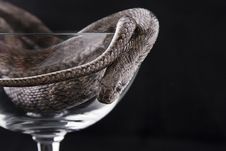 The Snake Lies In A Goblet Royalty Free Stock Images