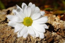 White Daisy On Rocks Royalty Free Stock Photos White Daisy On Rocks Royalty Free Stock Photos