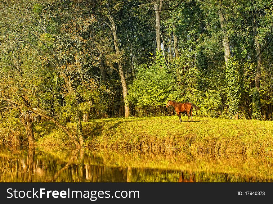 Horse in landscape and lake