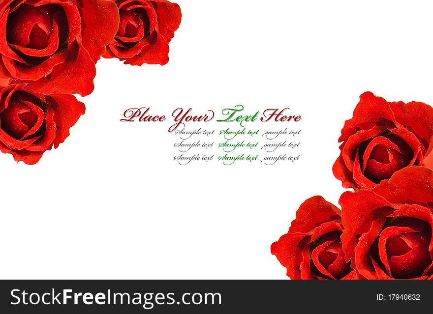 Red roses isolated on white background