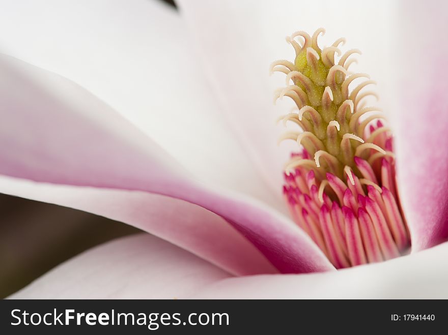Closeup of a white and pink Magnolia