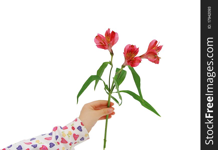 Red alstroemeria lily flower hand background