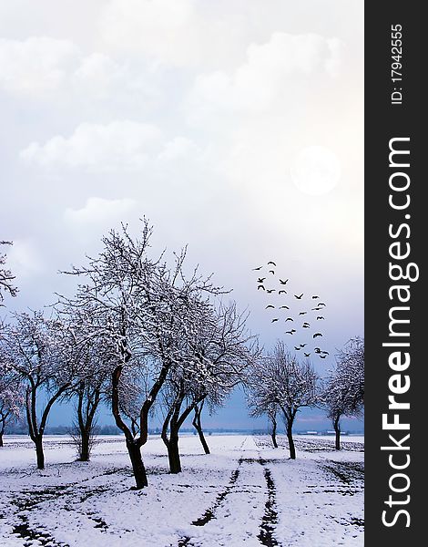 Winter landscape of young grey forest with bright blue sky. Winter landscape of young grey forest with bright blue sky