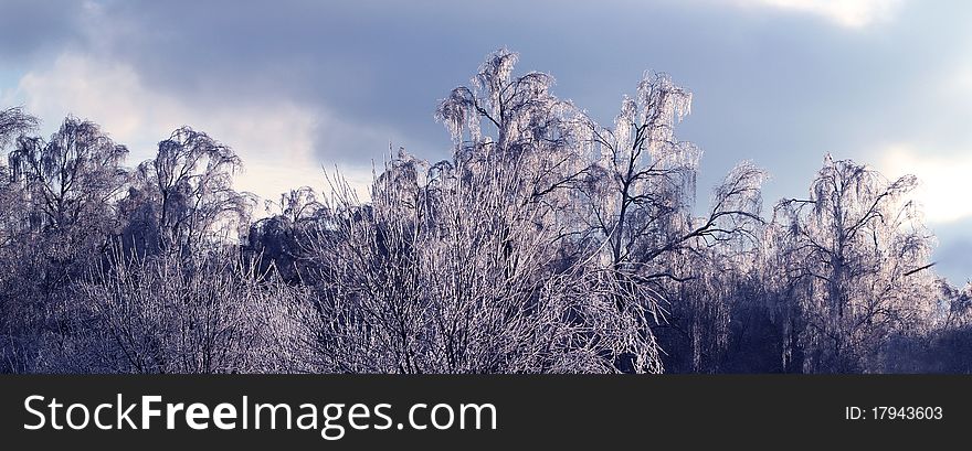 Winter landscape with trees covered with ice. Winter landscape with trees covered with ice