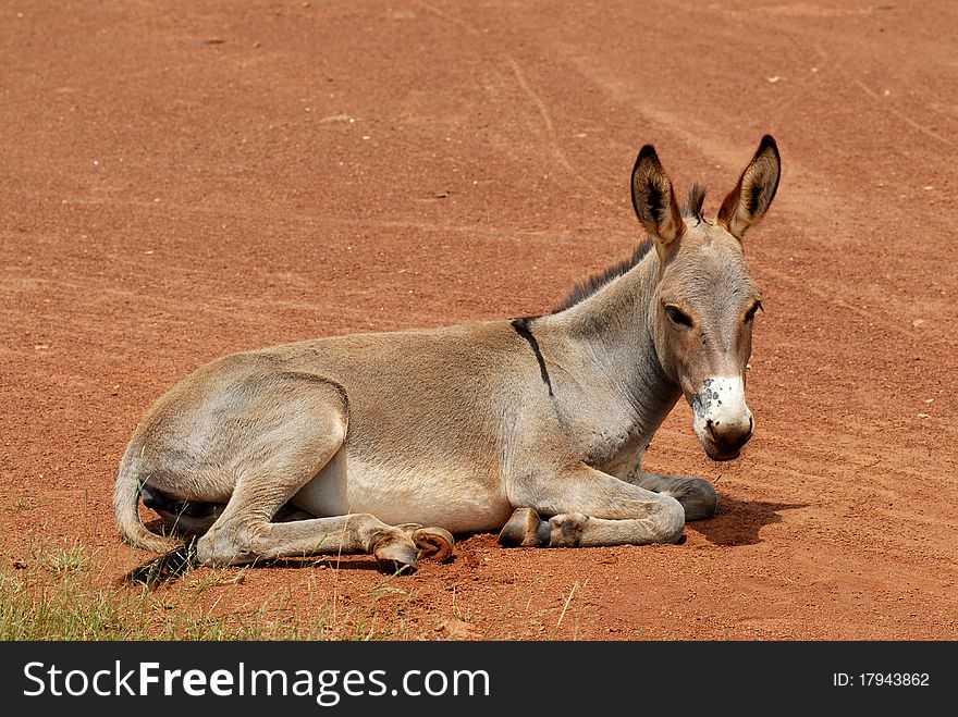 Rests on a donkey lying. Rests on a donkey lying