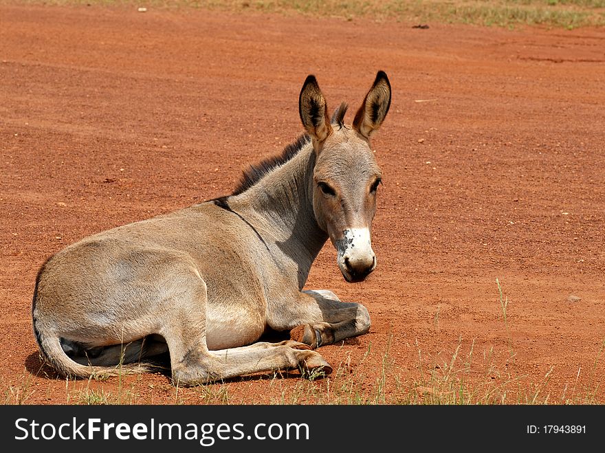 Rests on a donkey lying. Rests on a donkey lying
