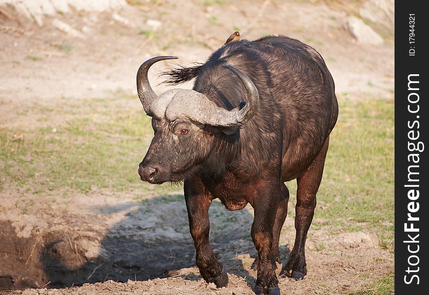 Buffalo (Syncerus caffer) close-up with Red-billed Oxpecker (Buphagus erythrorhynchus) in the wild in Botswana. Buffalo (Syncerus caffer) close-up with Red-billed Oxpecker (Buphagus erythrorhynchus) in the wild in Botswana