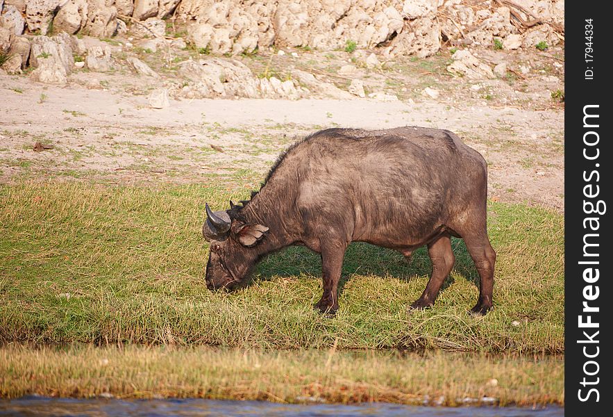 Buffalo (Syncerus caffer) close-up in the wild in Botswana. Buffalo (Syncerus caffer) close-up in the wild in Botswana