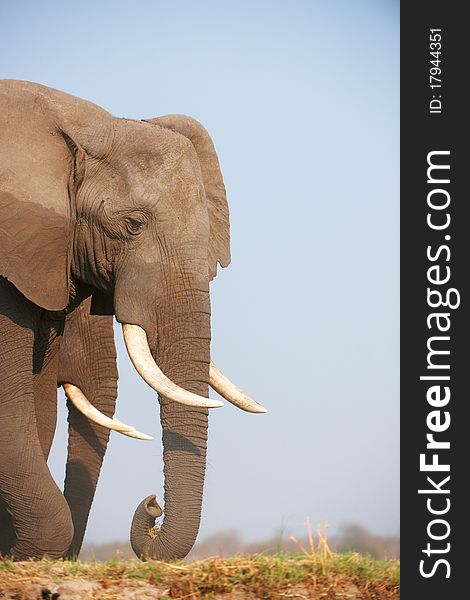 Large African elephants (Loxodonta Africana) eating in savanna in Botswana. Large African elephants (Loxodonta Africana) eating in savanna in Botswana