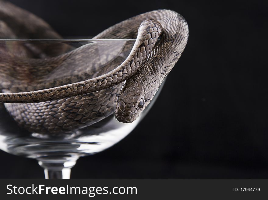 The Snake Lies In A Goblet