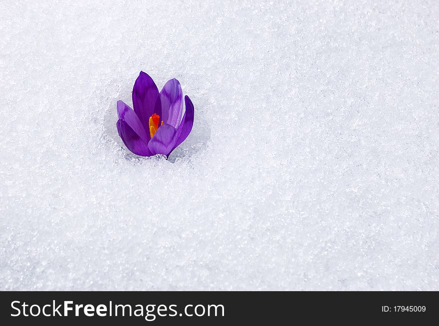 Blossoming crocuses and snowdrops