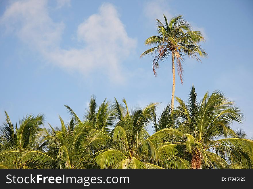 Coconut palm trees on sky background