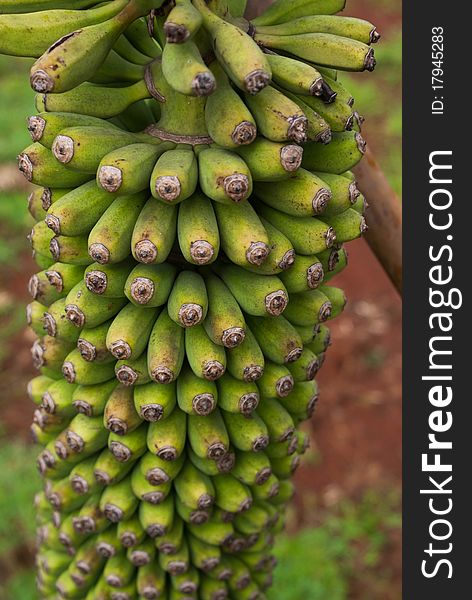 Green unique bananas in the garden